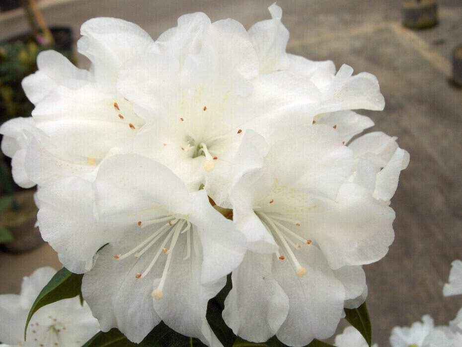 Rhododendron - Arbre à roses - RHODODENDRON nain 'Dora Amateis' - Terre de bruyère