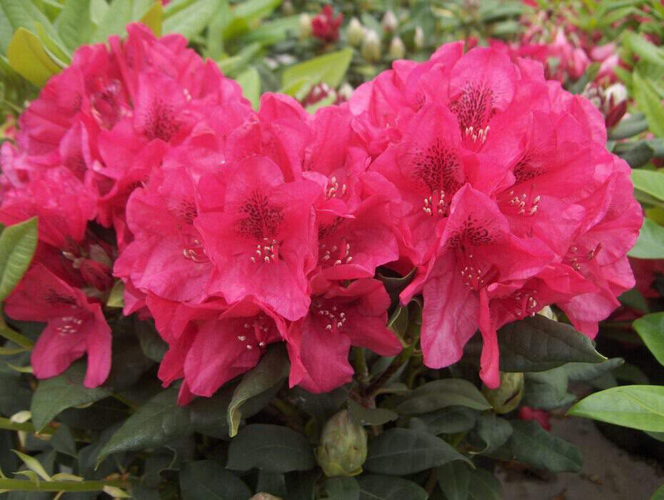 Rhododendron - Arbre à roses - RHODODENDRON hybride 'Lord Roberts' - Terre de bruyère