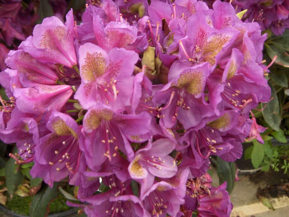 Rhododendron - Arbre à roses - RHODODENDRON hybride 'Marcel Menard' - Terre de bruyère