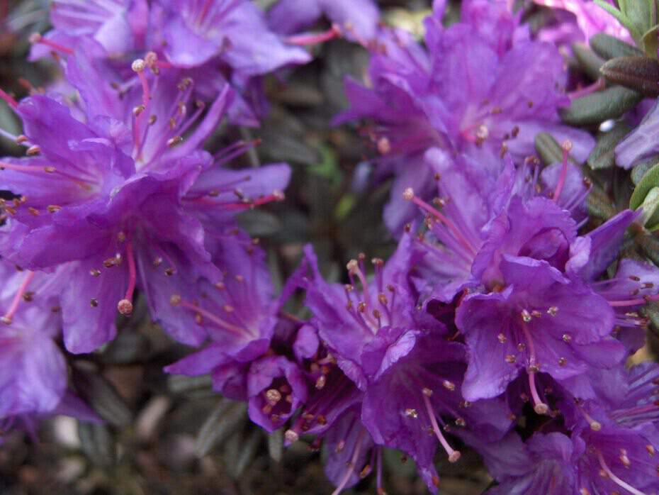 Rhododendron - Arbre à roses - RHODODENDRON nain 'Impeditum select' - Terre de bruyère