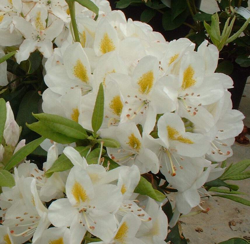 Rhododendron - Arbre à roses - RHODODENDRON hybride 'Madame Masson' - Terre de bruyère