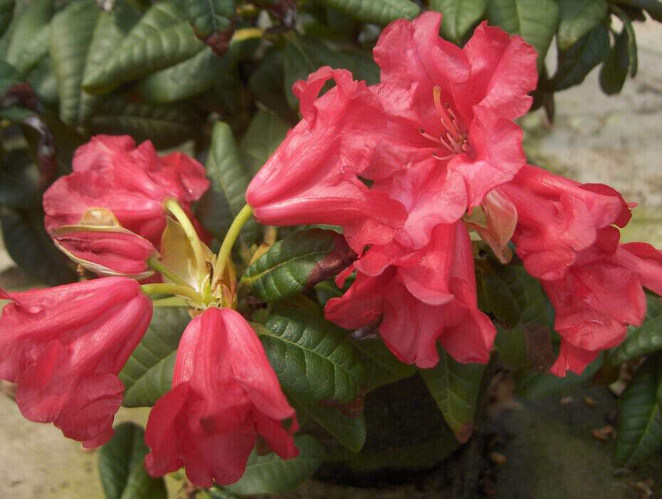 Rhododendron - Arbre à roses - RHODODENDRON nain 'Scarlet wonder' - Terre de bruyère