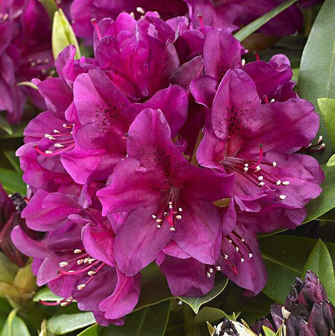 Rhododendron - Arbre à roses - RHODODENDRON hybride 'Polarnacht' - Terre de bruyère