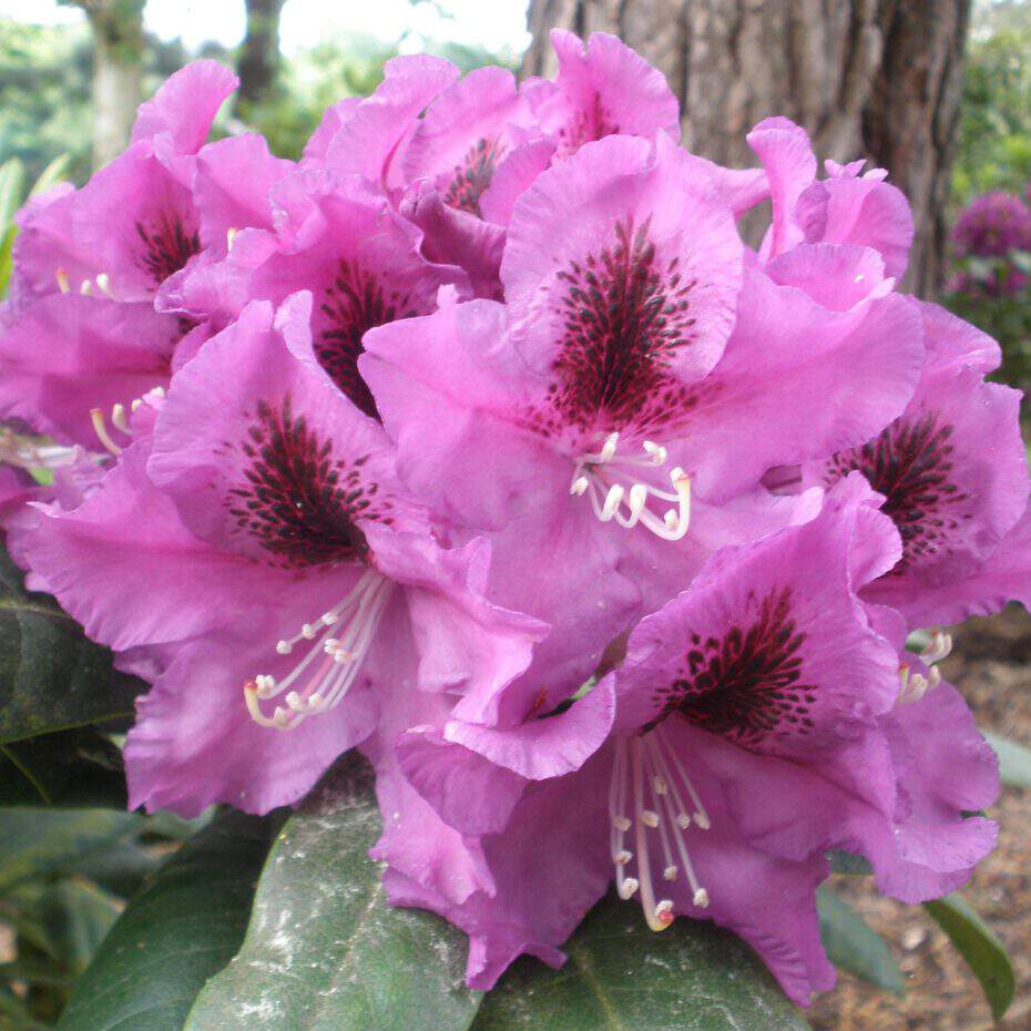Rhododendron - Arbre à roses - RHODODENDRON hybride 'Rasputin' - Terre de bruyère