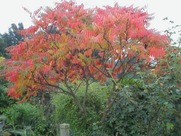 Sumac de Virginie, ou vinaigrier - RHUS typhina - Petit arbre