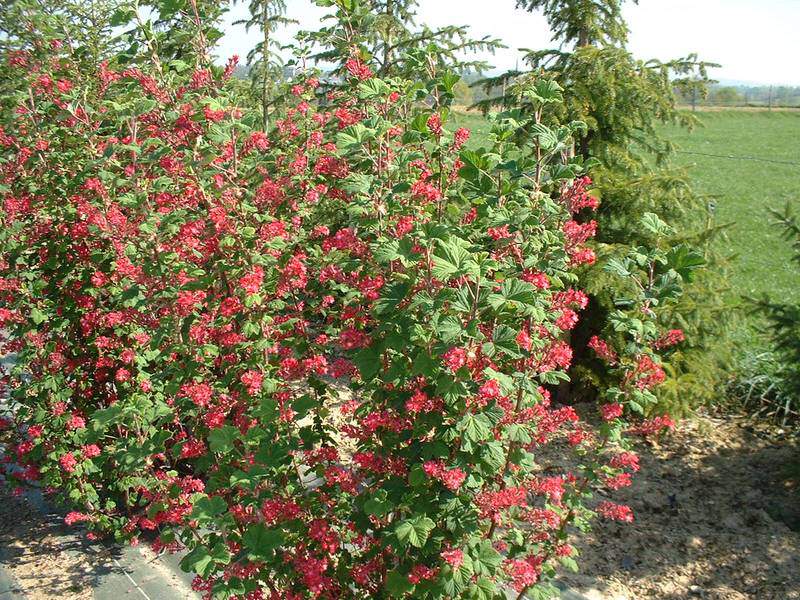 Groseiller à fleur - RIBES sanguineum 'Pulborough Scarlet' - Arbuste