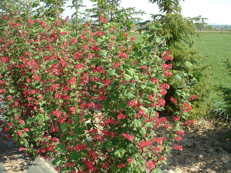 ribes pulbouroug scarlet