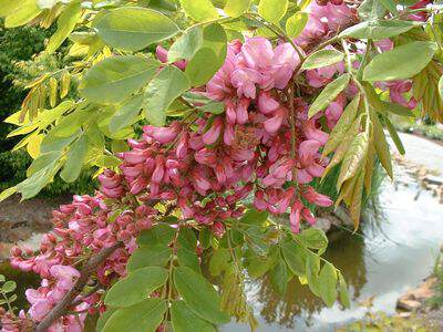 Robinier, Faux acacia - ROBINIA pseudoacacia 'Boyntonii ' - Petit arbre