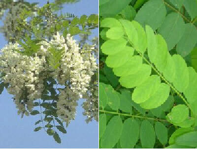 Robinier, Faux acacia - ROBINIA pseudoacacia - Arbre