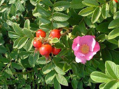 Rosier du Japon - ROSA rugosa - Arbuste