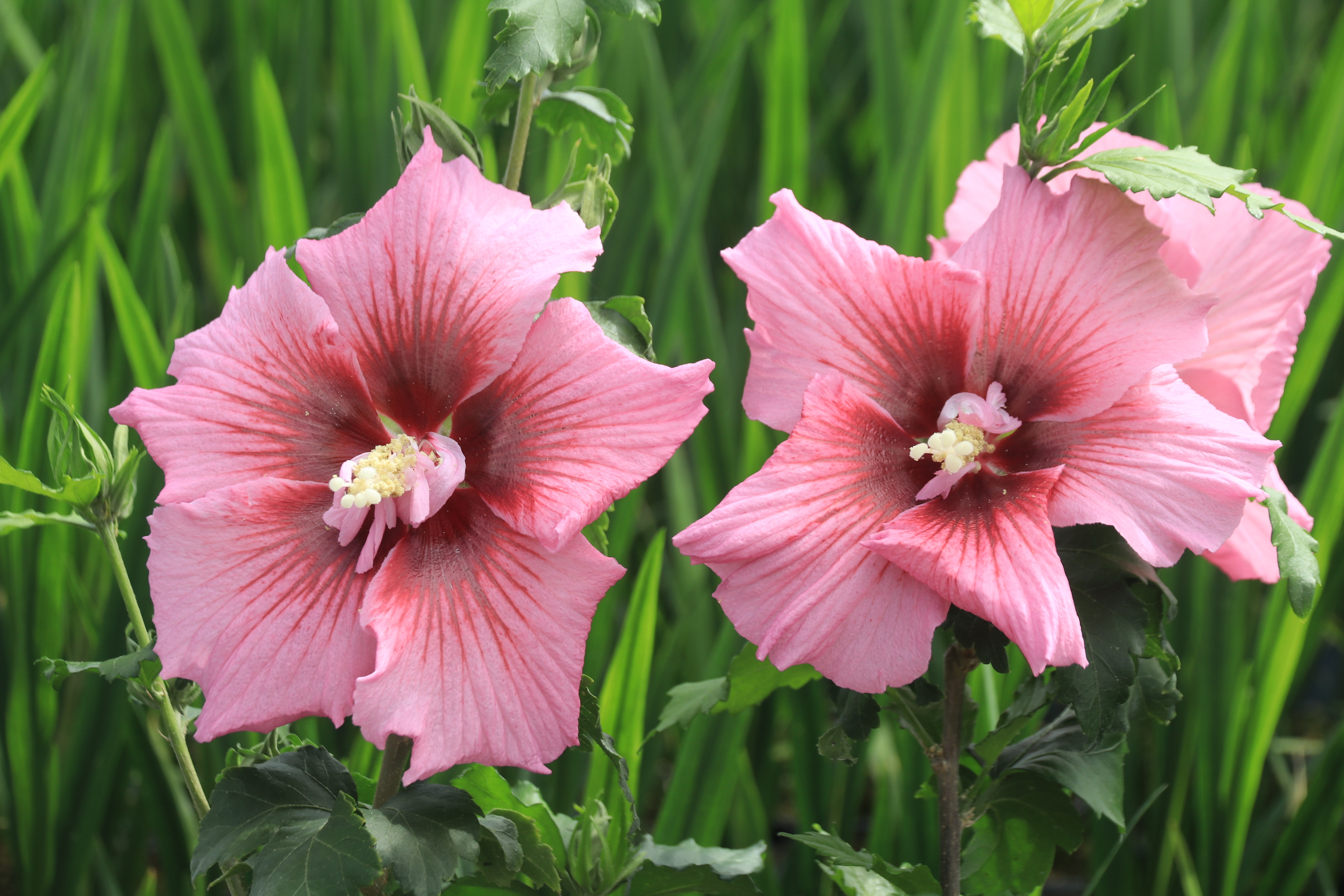 Hibiscus/Althae - HIBISCUS Hibisa® 'Rosada' - Arbuste