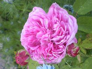 Rosier ancien - ROSIER 'Rose des peintres' - Rosier