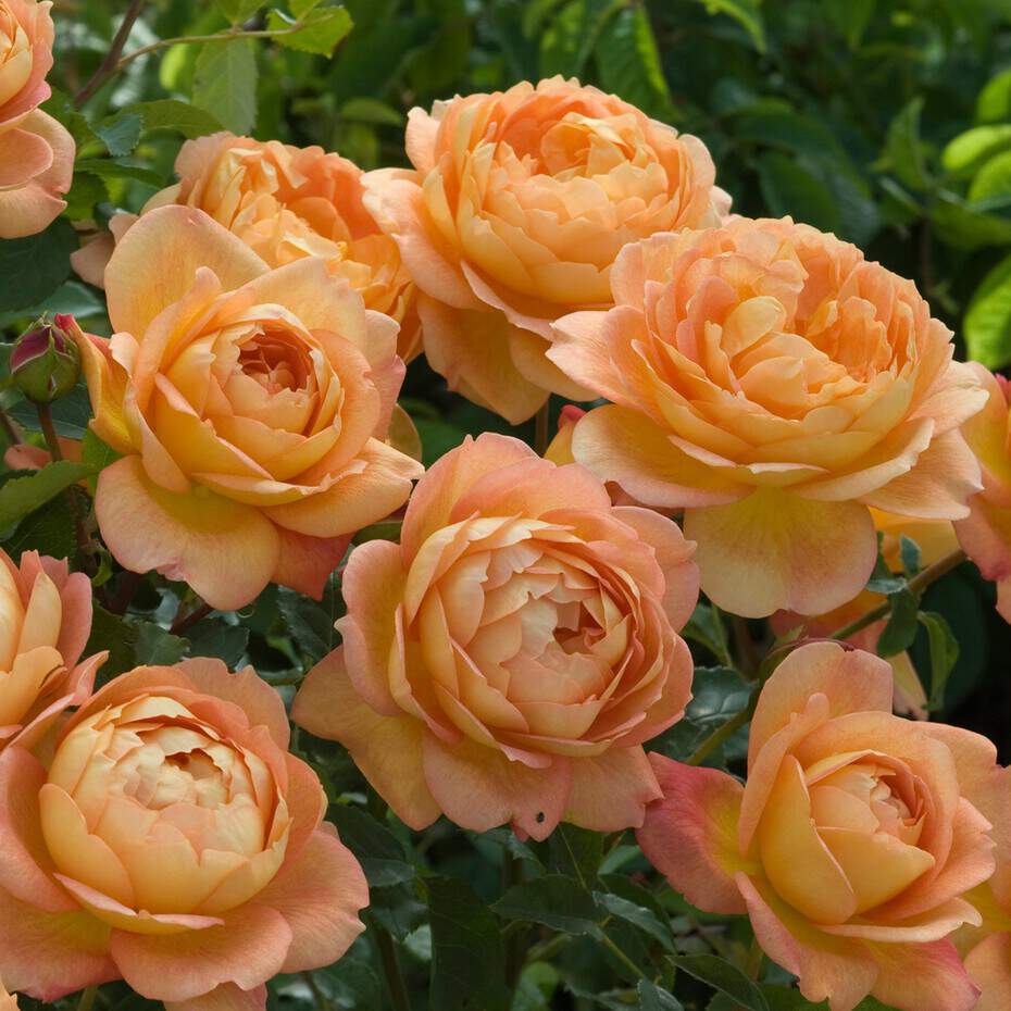 Rosier anglais - ROSIER 'Lady of Shalott®' - Rosier