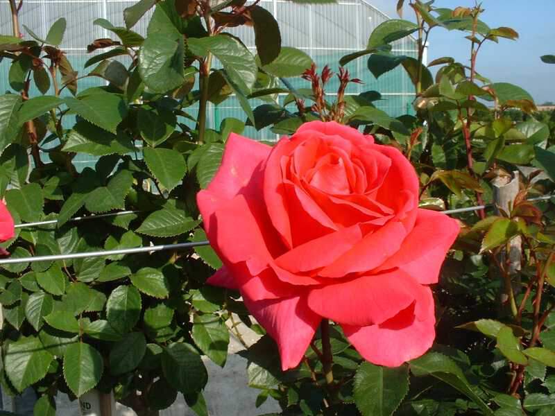 Rosier à grandes fleurs - ROSIER grande fleur 'Critérion' - Rosier