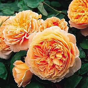 Rosier anglais - ROSIER 'Lady Emma Hamilton®' - Rosier