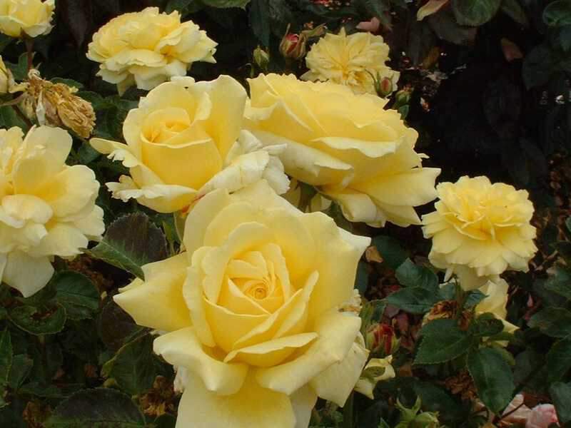 Rosier à fleurs groupées - ROSIER 'Golden Delight' - Rosier