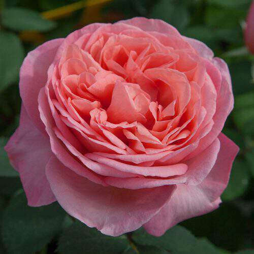 Rosier à grandes fleurs - ROSIER 'Mademoiselle Meilland®' - Rosier