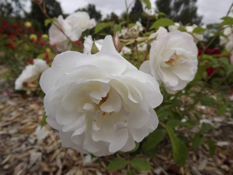 Rosier à fleurs groupées - ROSIER 'Iceberg' - Rosier