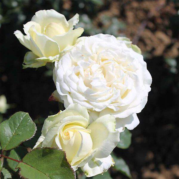 ROSIER grande fleur 'Irina Bondaranko'® - ROSIER grande fleur 'Irina Bondaranko'® - Rosier