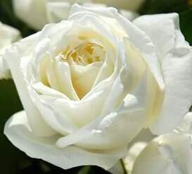 Rosier à grandes fleurs - ROSIER grande fleur 'Jeanne Moreau'® - Rosier