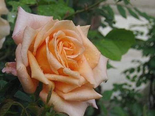 Rosier à grandes fleurs - ROSIER grande fleur 'Jolie Môme'® - Rosier