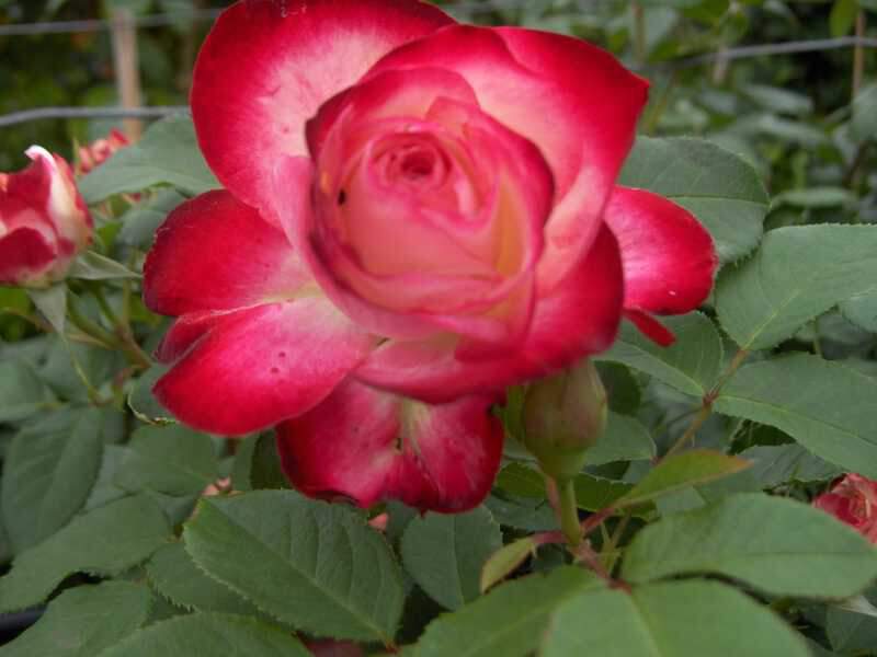 Rosier à fleurs groupées - ROSIER 'Jubilé du Prince de Monaco®' - Rosier