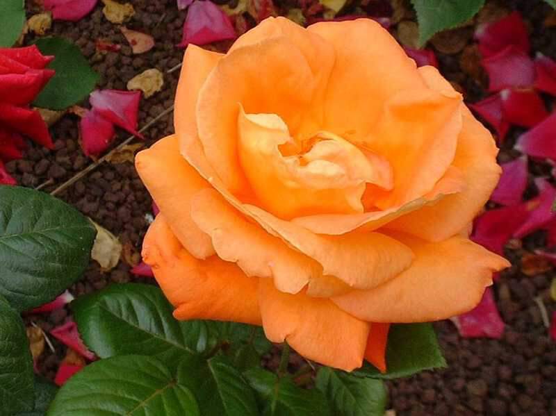 Rosier à grandes fleurs - ROSIER 'Louis de Funès®' - Rosier