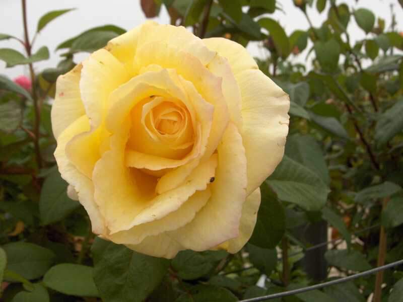 Rosier à grandes fleurs - ROSIER grande fleur 'Nicolas Hulot'® - Rosier