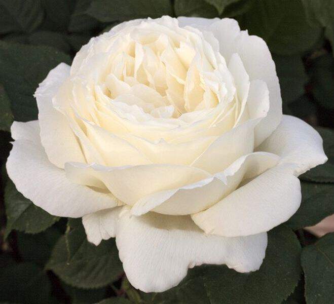 ROSIER grande fleur 'Pierre Arditi'® - ROSIER grande fleur 'Pierre Arditi'® - Rosier
