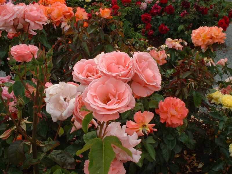 Rosier à fleurs groupées - ROSIER 'Queen Elisabeth' - Rosier