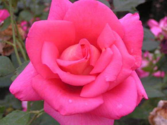 Rosier grande fleur 'Reflet saint Malo'® - ROSIER grande fleur 'Reflet saint Malo'® - Rosier