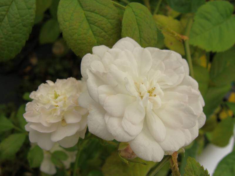 Rosier paysager - ROSIER 'White Fairy' - Rosier