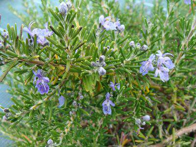 Rosmarin rampant - ROSMARINUS officinalis 'Prostatus' - Arbuste