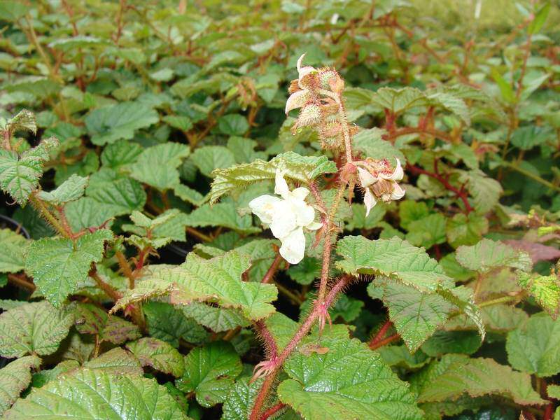 Ronce d'ornement persistante - RUBUS 'Tricolor' - Arbuste