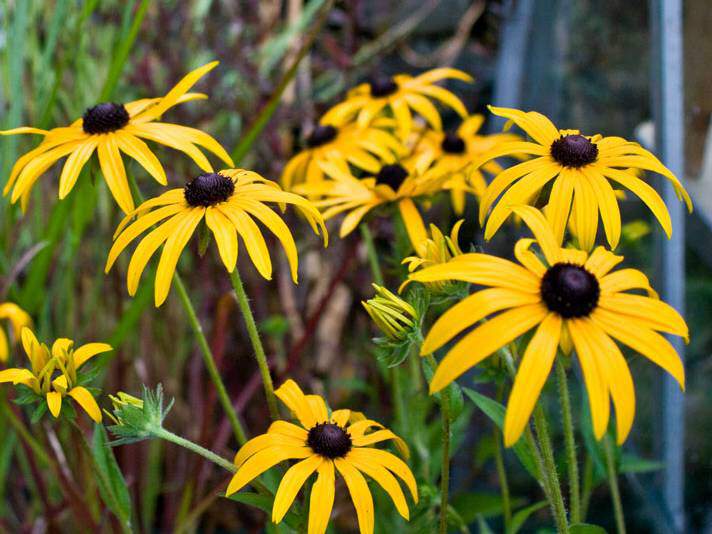 Rudbeckia - RUDBECKIA fulgida 'Little Goldstar' - Vivace