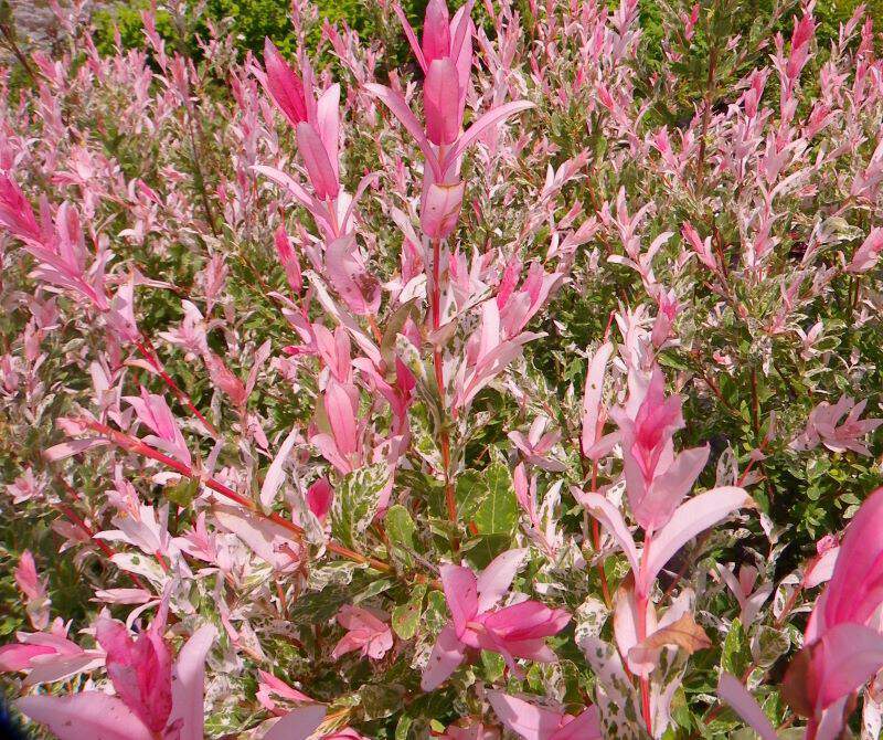 Saule crevette - SALIX integra 'Hakuro nishiki' - Arbuste