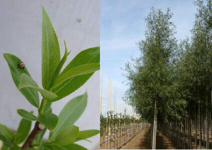 Saule - SALIX alba 'Liempde' - Petit arbre