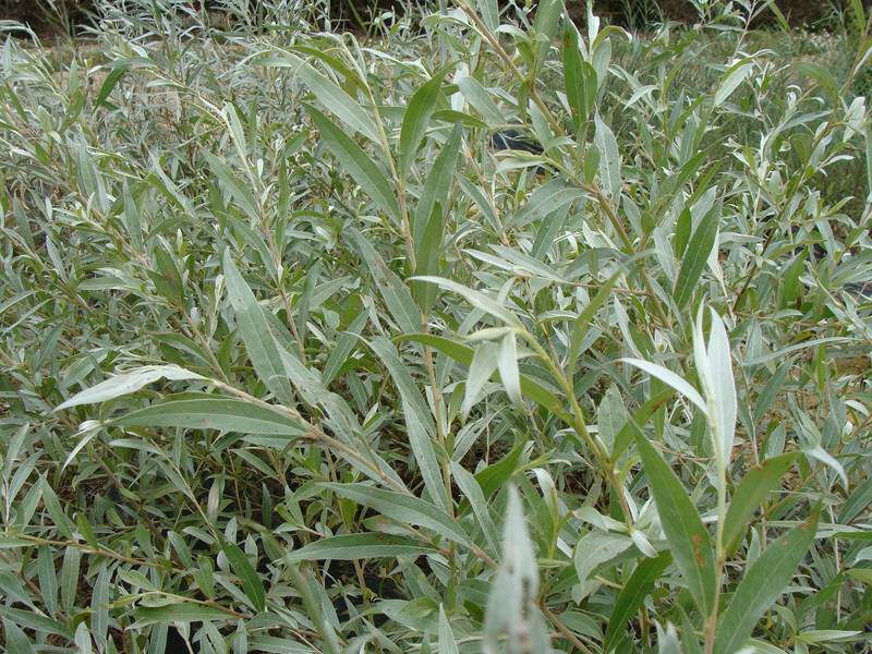 Saule blanc royal - SALIX alba 'Sericea' - Petit arbre