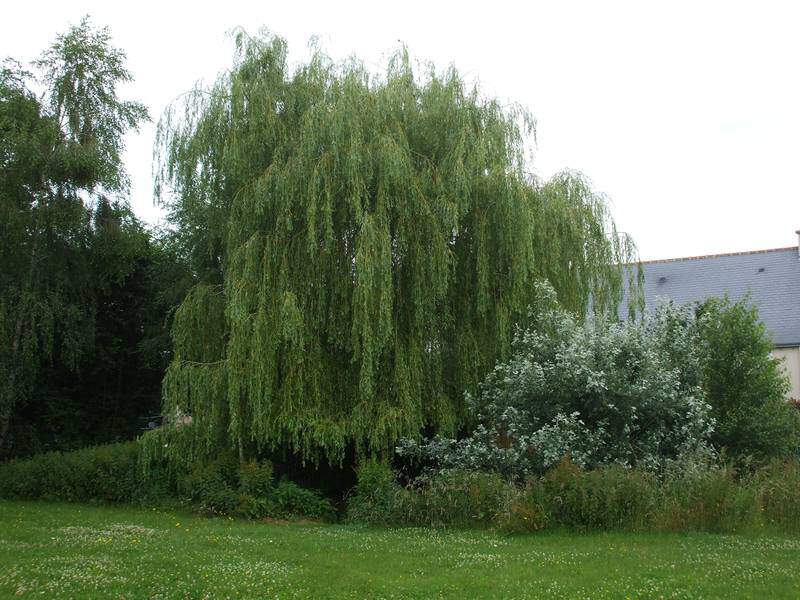 Saule pleureur - SALIX alba 'Tristis' - Arbre