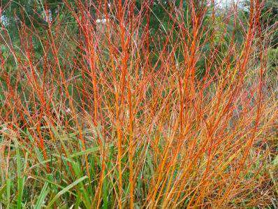 Saule doré - SALIX alba 'Vitellina' - Petit arbre