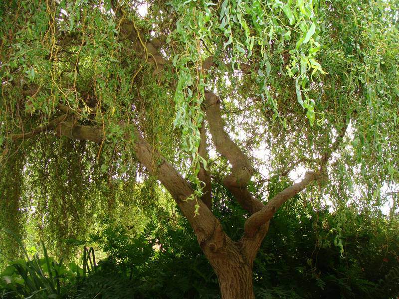 Saule tortueux - SALIX erythroflexuosa - Petit arbre