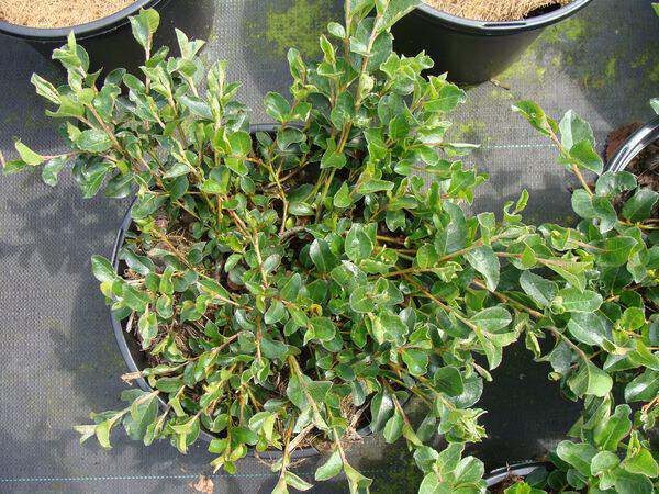 Saule rampant - SALIX grahamii - Arbuste