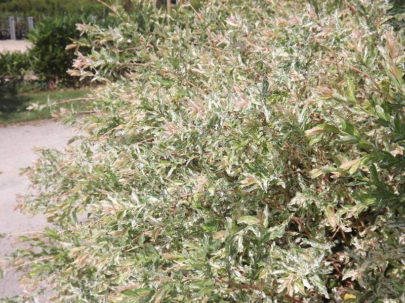 Saule crevette - SALIX integra 'Hakura nishiki' - Arbuste
