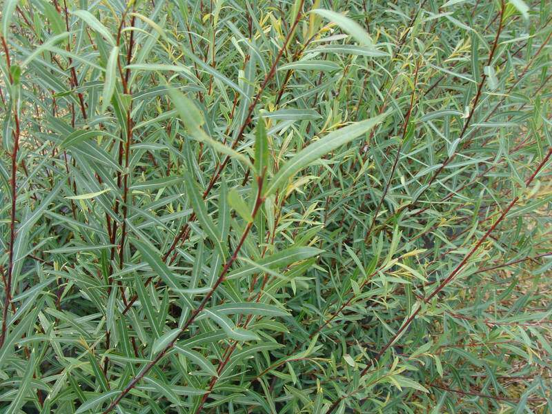 Osier rouge - SALIX purpurea 'Gracilis' - Arbuste