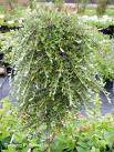 Saule nain - SALIX repens 'Voorthuizen' - Arbuste