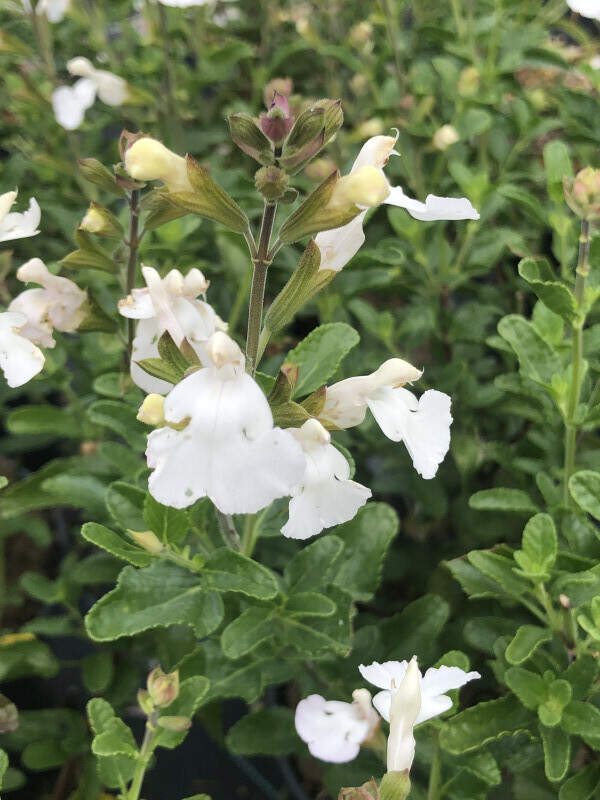 Sauge arbustive - SALVIA microphylla 'Glacier' - Arbuste