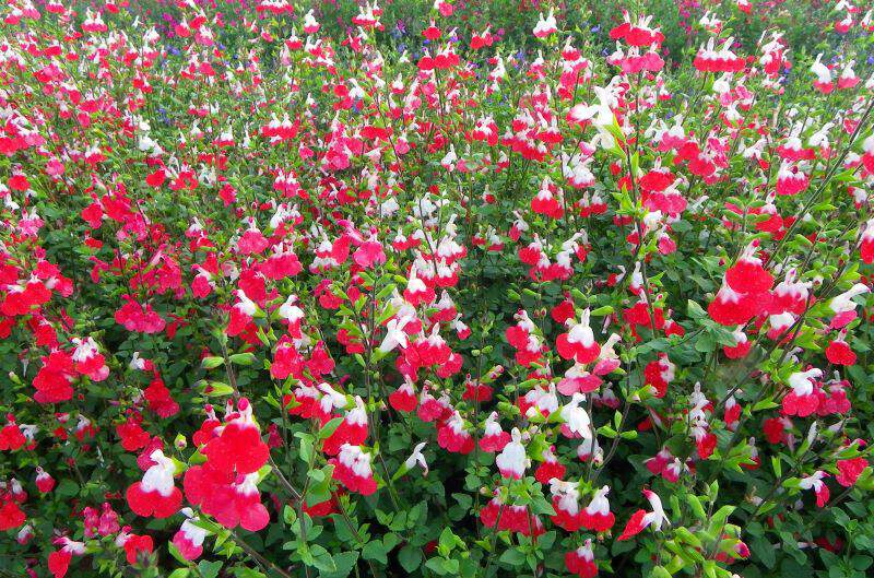 Sauge - SALVIA microphylla 'Hot lips' - Arbuste