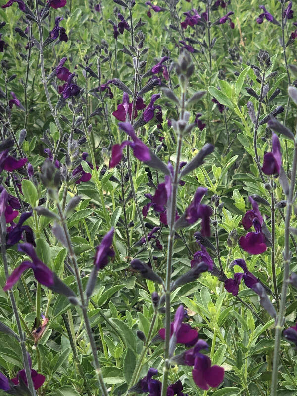 Sauge arbustive - SALVIA 'Papillon de Nuit' - Arbuste