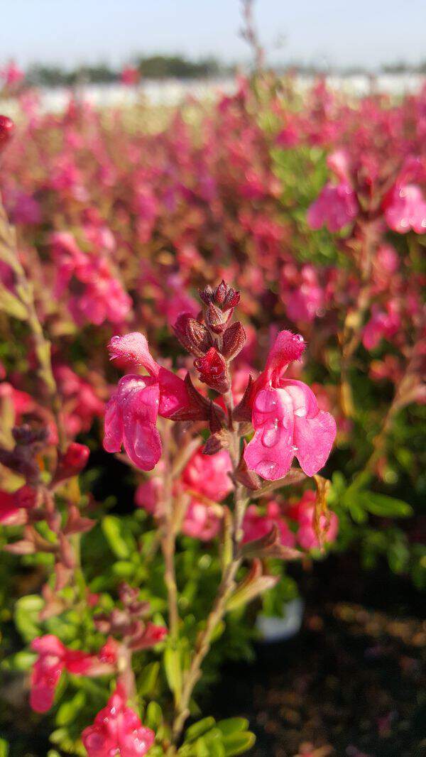 Sauge rose - SALVIA greggii 'Cherry lips' - Arbuste