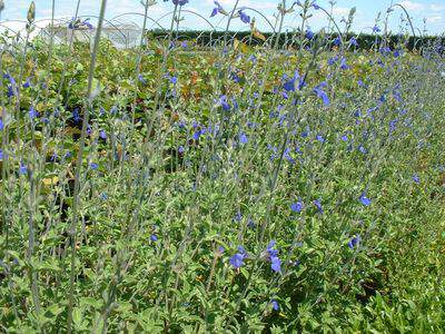 Sauge - SALVIA chamaedryoides - Arbuste